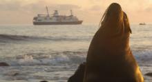 Crucero por las islas Galápagos Imagen de una foca marina por las Galapagos